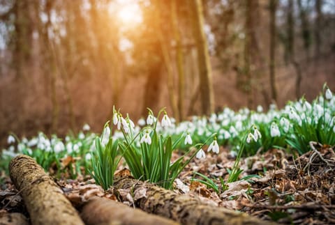 Places to see Snowdrops near Sheffield