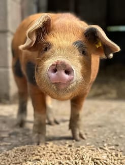 Heeley City Farm