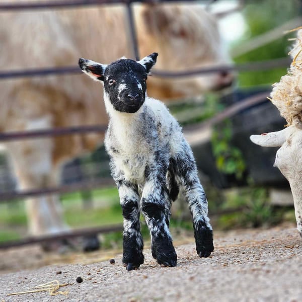 Graves Park Animal Farm