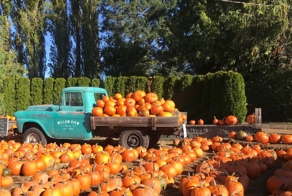 Pumpkin Picking in Sheffield