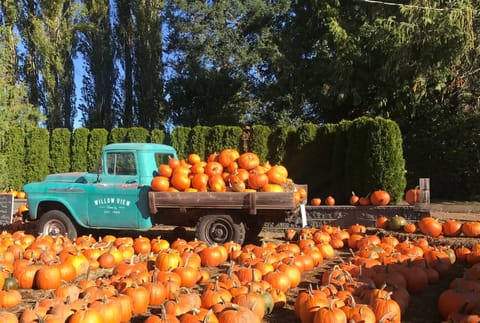 Pumpkin Picking in Sheffield